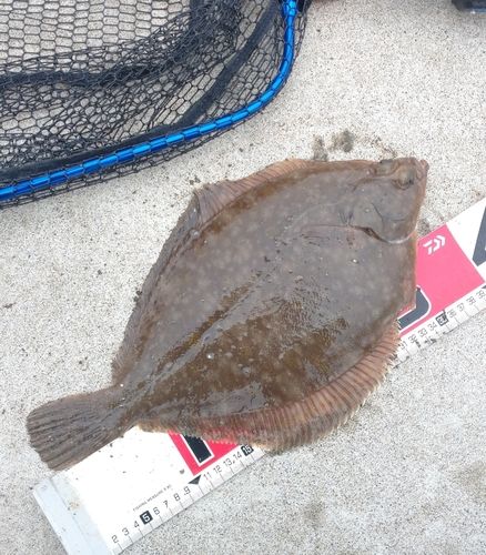 マコガレイの釣果