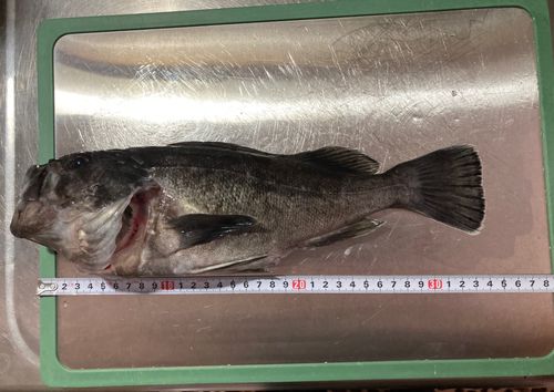クロソイの釣果