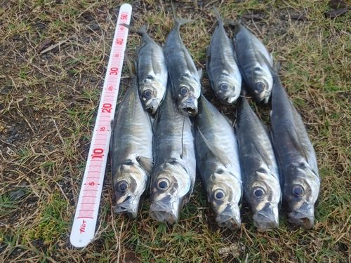 アジの釣果