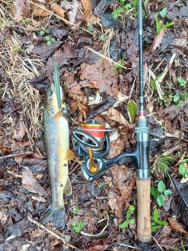 ブラウントラウトの釣果