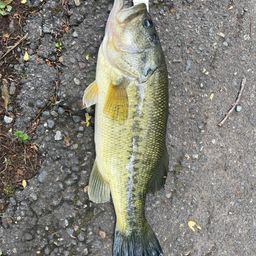 ラージマウスバス