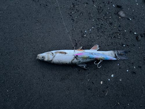 ウグイの釣果