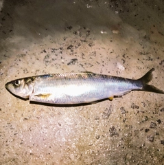 ニシンの釣果