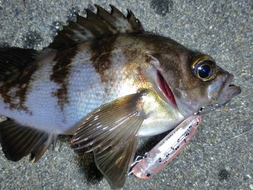 メバルの釣果