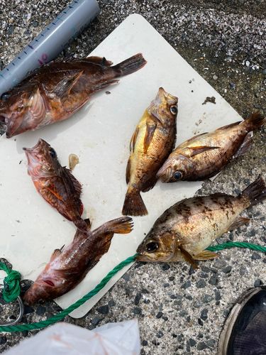 メバルの釣果