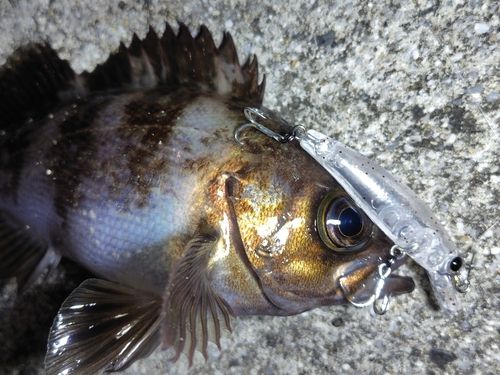 メバルの釣果