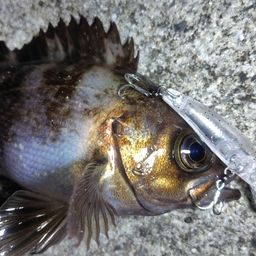 メバル
