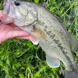 ラージマウスバス