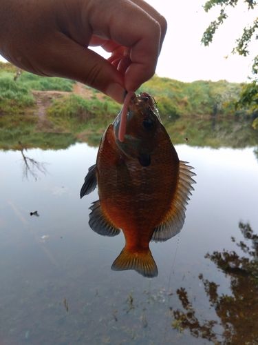 ブルーギルの釣果