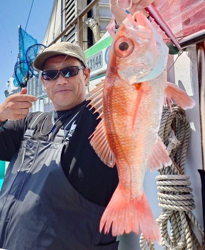 アラの釣果