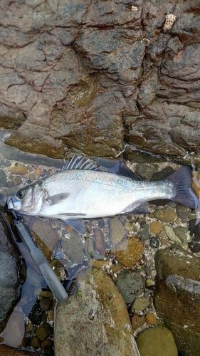 ヒラスズキの釣果