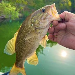 スモールマウスバス