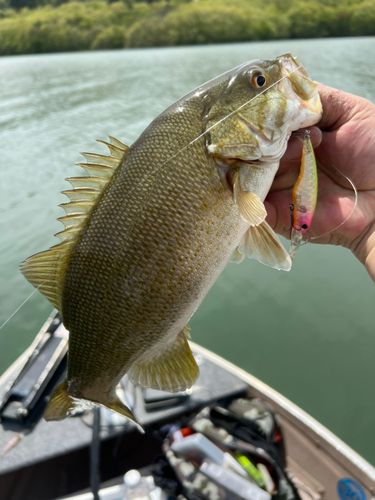 スモールマウスバスの釣果