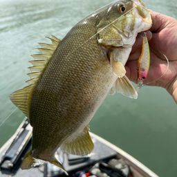 スモールマウスバス