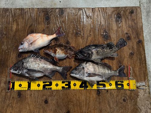 クロダイの釣果