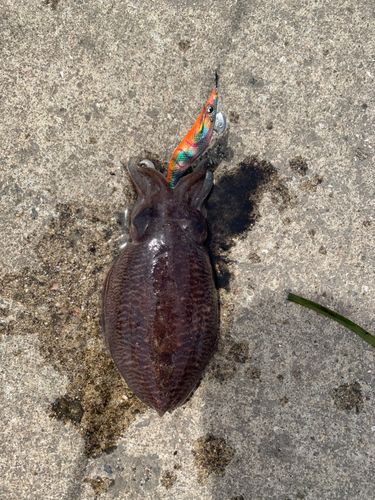 コウイカの釣果
