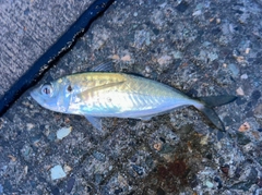マアジの釣果