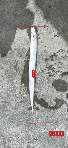 タチウオの釣果