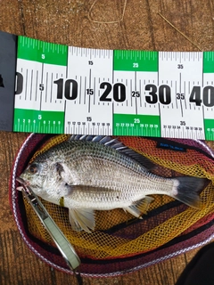 キビレの釣果