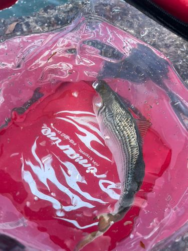 コノシロの釣果