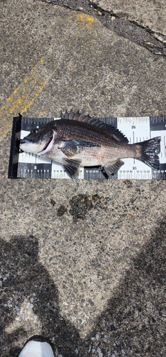 チヌの釣果