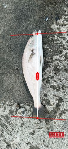 オオニベの釣果