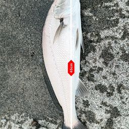 オオニベ