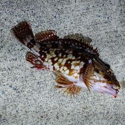 カサゴ