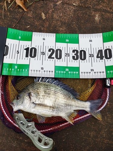 キビレの釣果