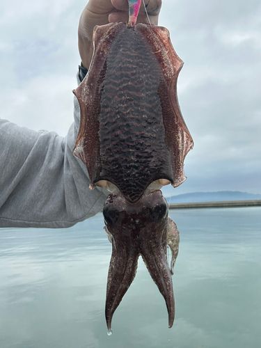 ハリイカの釣果