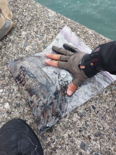 コウイカの釣果