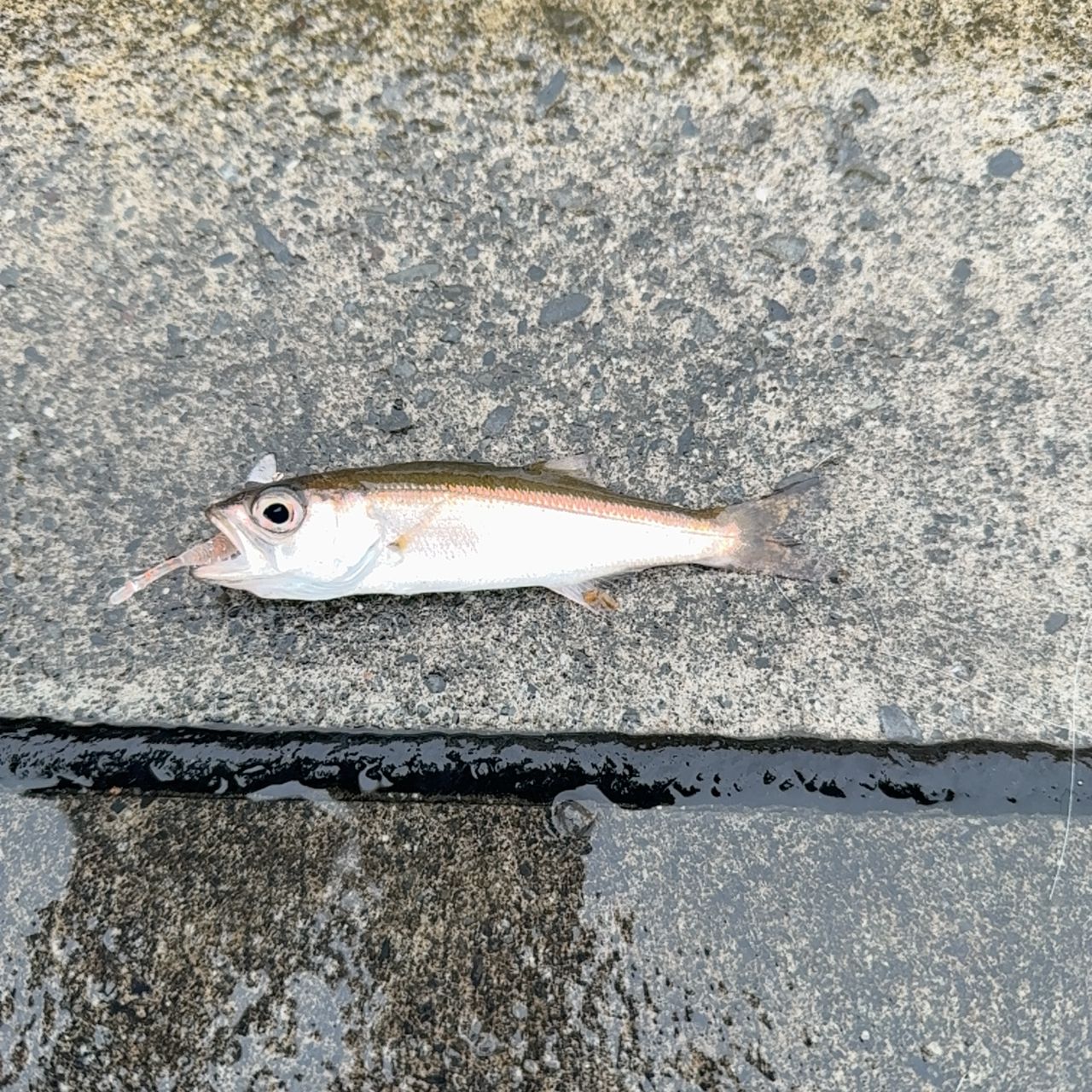 マサバ