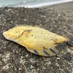 マツカワ