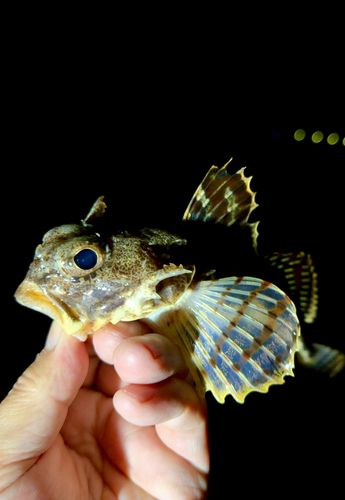 ニジカジカの釣果