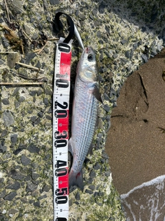 釣果