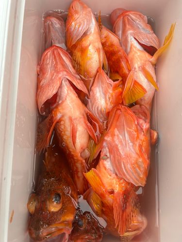 ウッカリカサゴの釣果