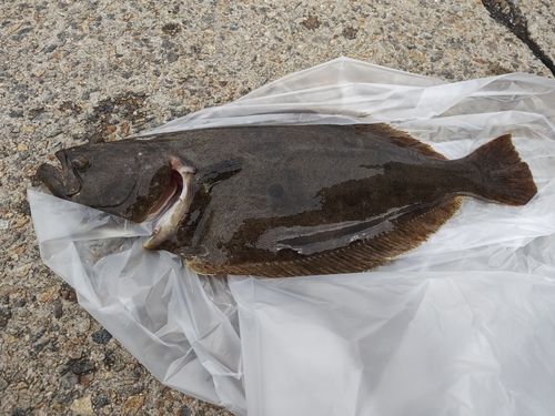 ヒラメの釣果