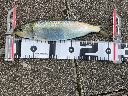 サッパの釣果