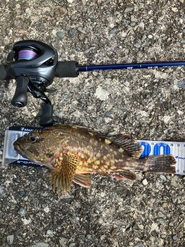 ガシラの釣果