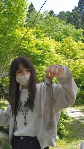 ニジマスの釣果