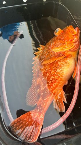 ウッカリカサゴの釣果