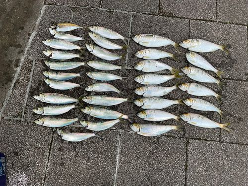 コノシロの釣果
