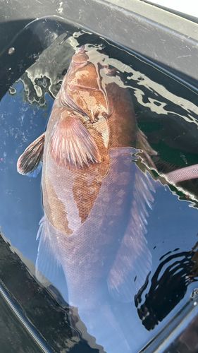 マハタの釣果