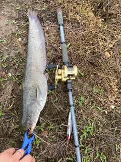 ナマズの釣果