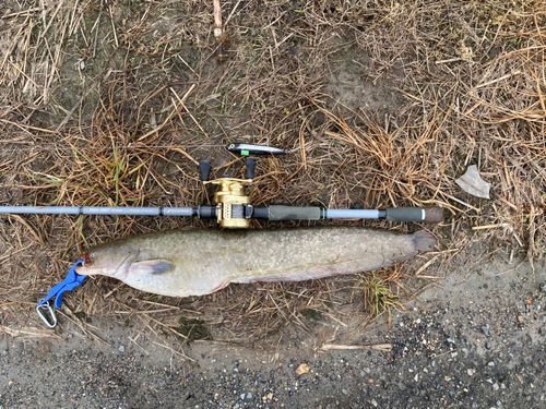 ナマズの釣果