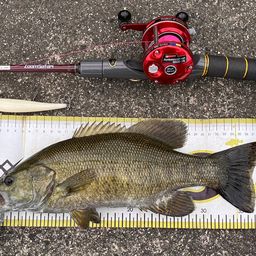 スモールマウスバス