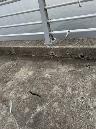 カタクチイワシの釣果