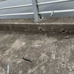 カタクチイワシ