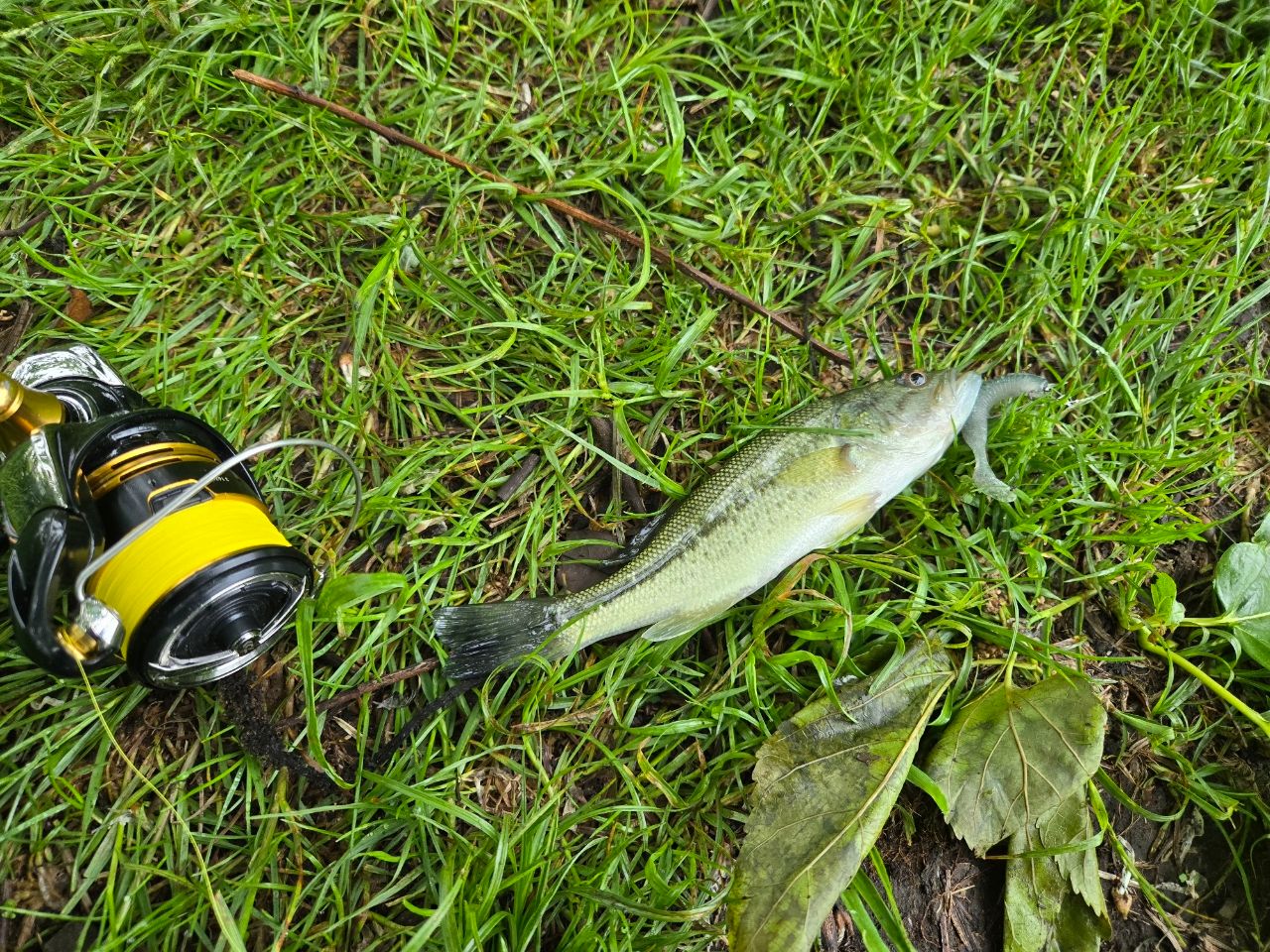 ラージマウスバス