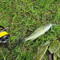 ラージマウスバス